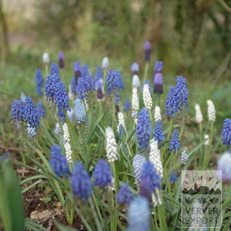 Muscari armeniacum 'Valerie Finnis' (16082) - Bild 2
