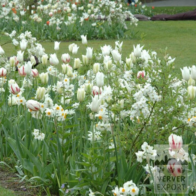 Tulips 'White Triumphator' (12202) - Bild 6