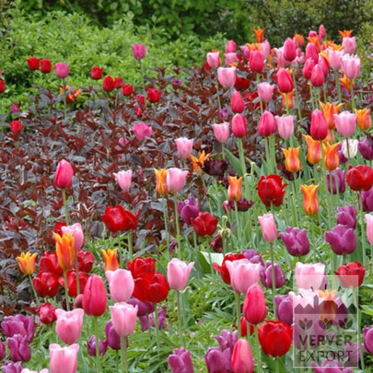 Tulips 'Black Parrot' (12251) - Bild 2