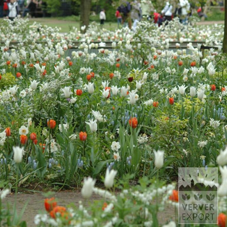 Tulips 'White Triumphator' (12202) - Bild 7