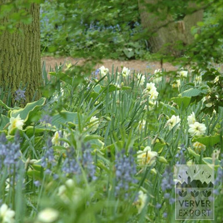Hyacinthoides hispanica blue (16149) - Bild 2