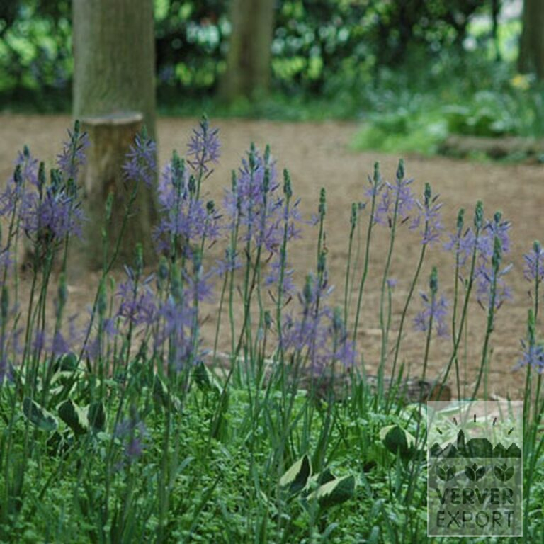 Camassia leichtlinii 'Caerulea' (16028) - Bild 3