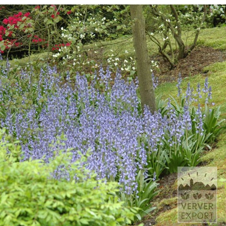 Hyacinthoides hispanica blue (16149) - Bild 3