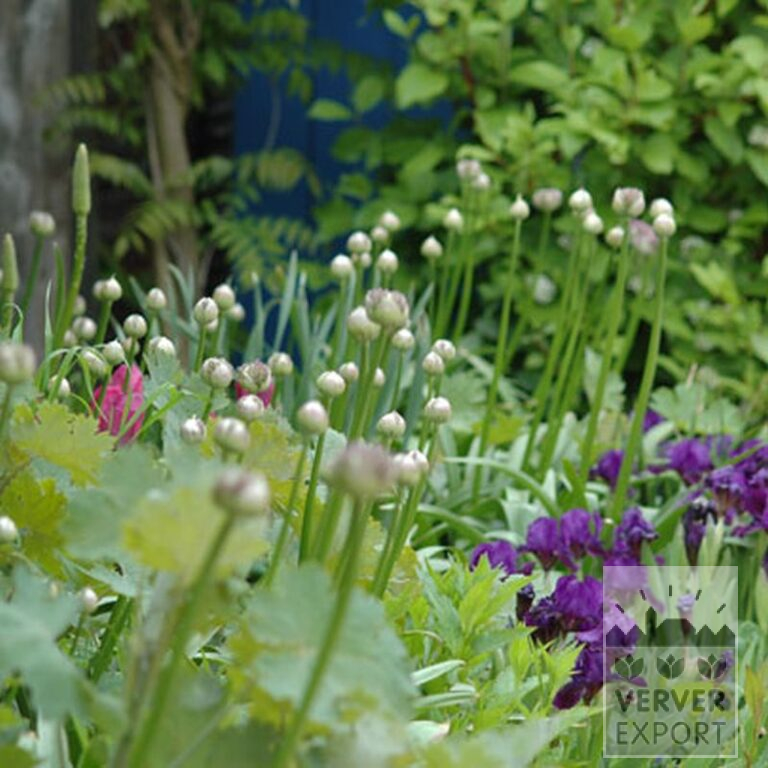 Allium aflatunense (16001) - Bild 2