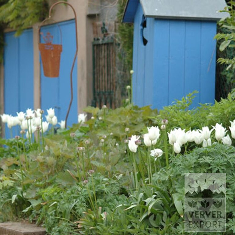 Tulips 'White Triumphator' (12202) - Bild 8