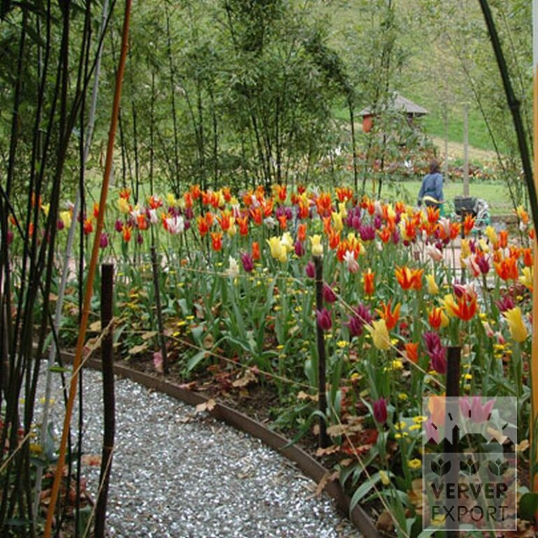 Tulips 'Marilyn' (12194) - Bild 5