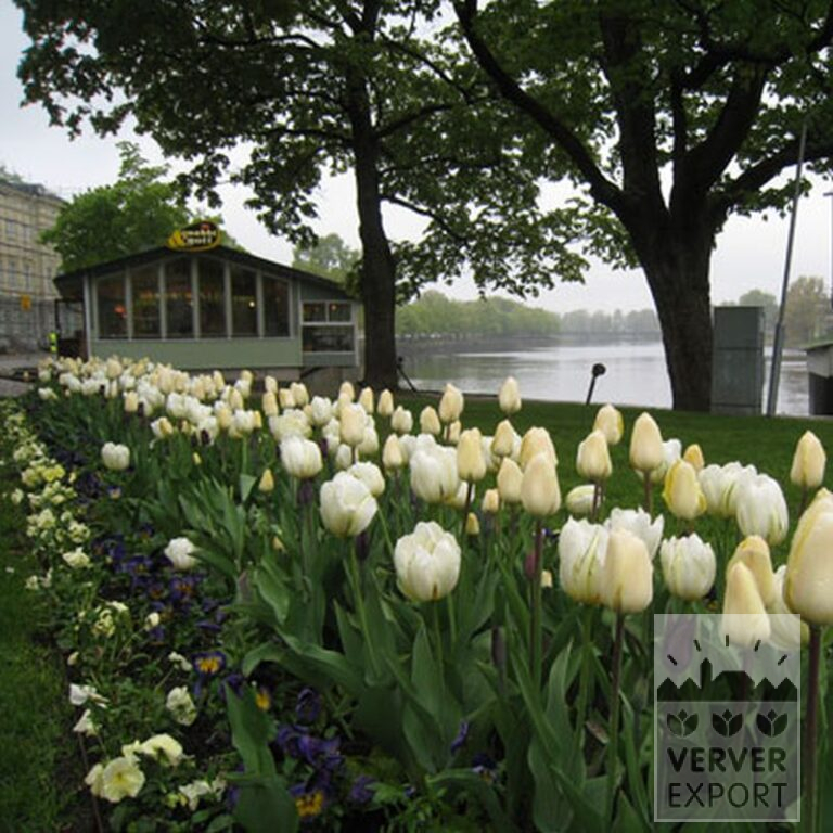 Tulips 'Havran' (12139) - Bild 7