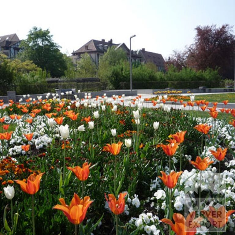 Tulips 'White Triumphator' (12202) - Bild 9