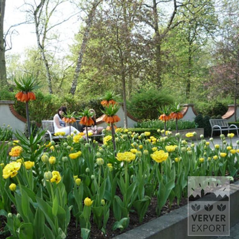 Fritillaria imperialis 'Rubra' (16052) - Bild 5