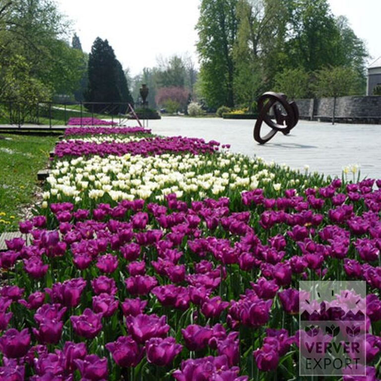 Tulips 'Passionale' (12109) - Bild 3