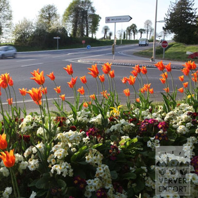 Tulips 'Ballerina' (12185) - Bild 6