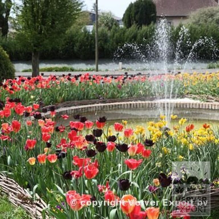 Tulips 'Black Beauty' (12374) - Bild 4