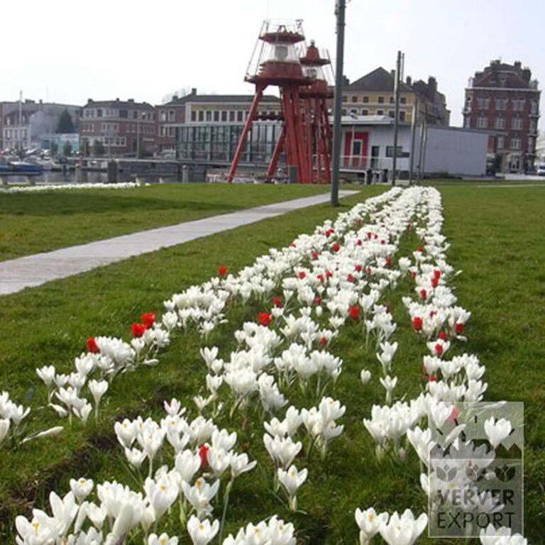 Mixture Verver 'Ameland' © (11006) - Bild 2