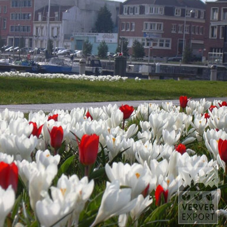 Mixture Verver 'Ameland' © (11006) - Bild 3