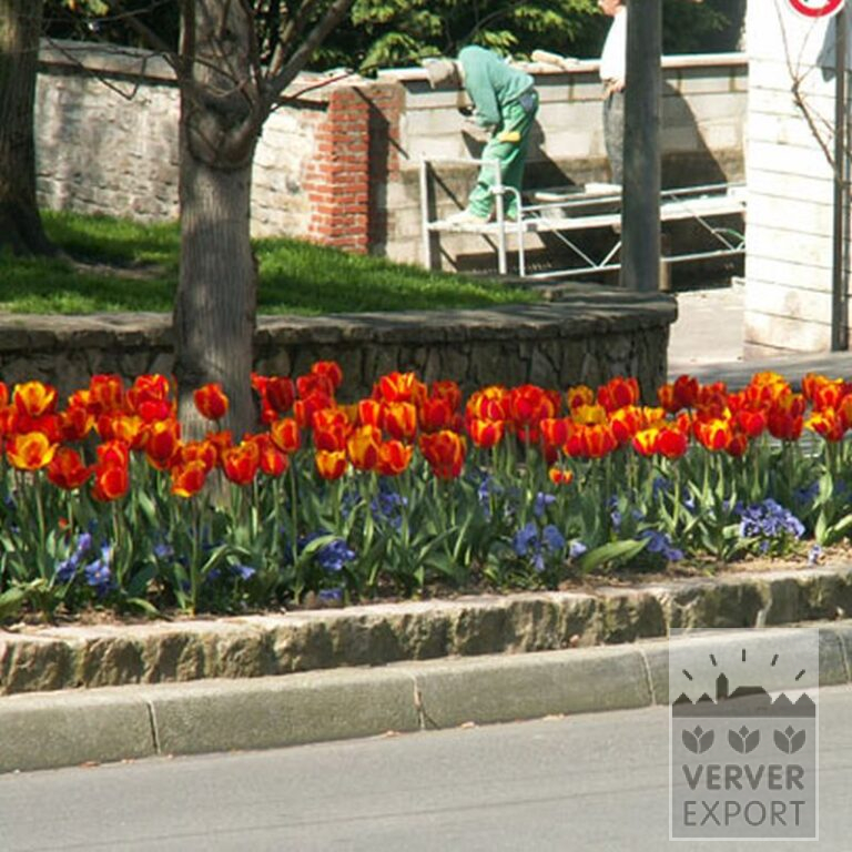 Mixture Verver 'Royal' © (11048) - Bild 2