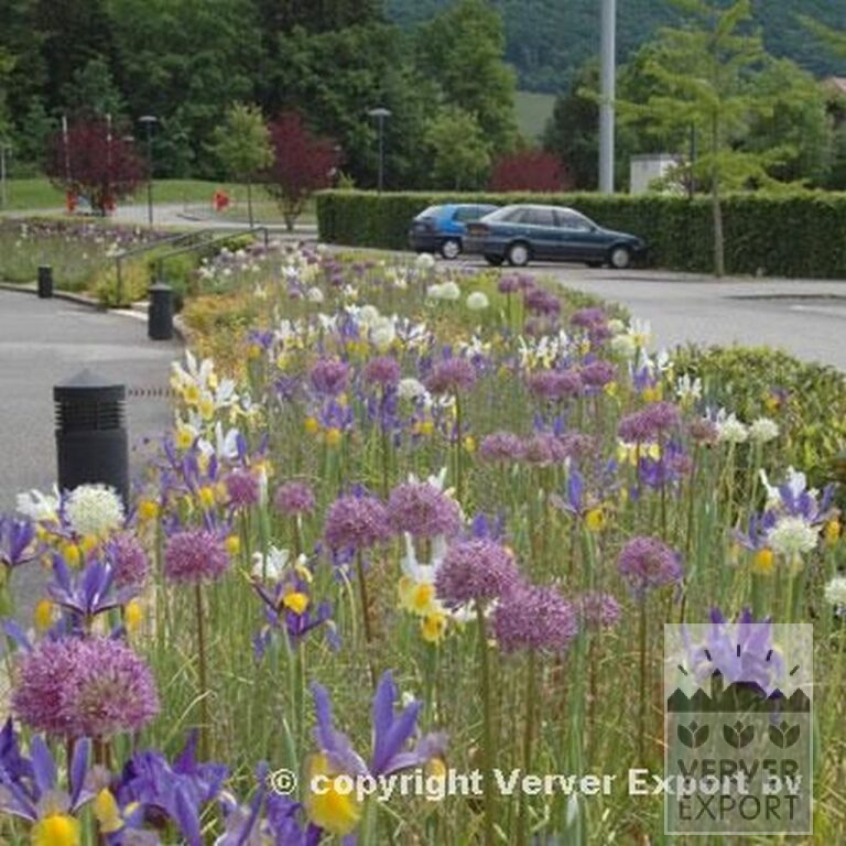 Allium giganteum (16006) - Bild 7