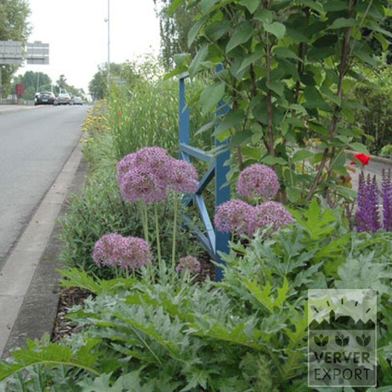 Allium cristophii (16003) - Bild 2