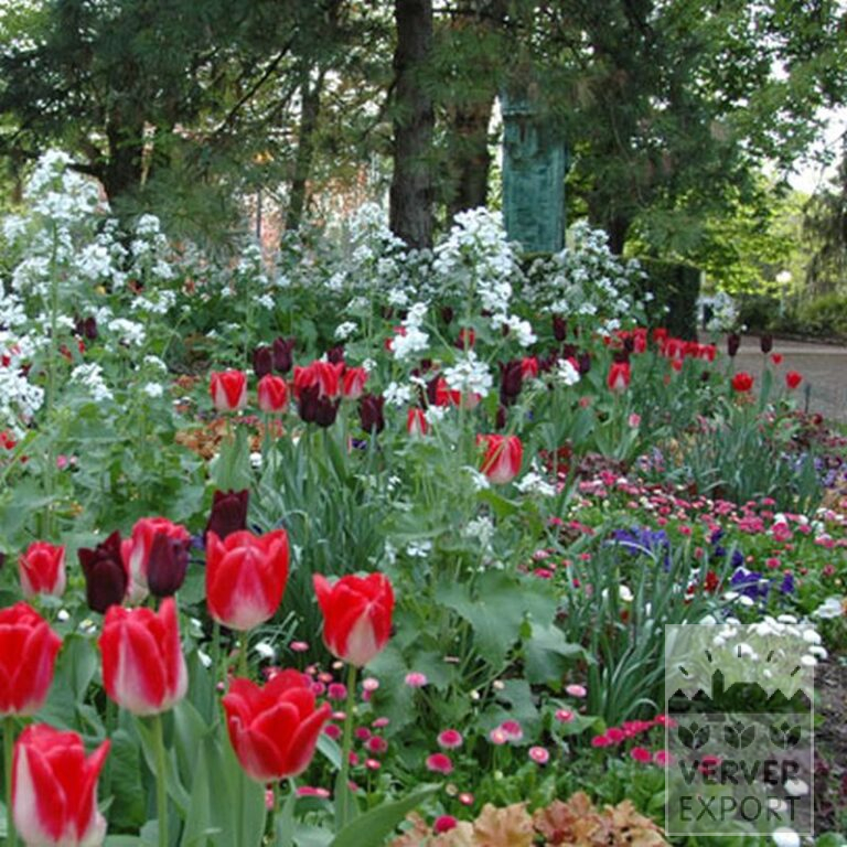 Tulips 'Garden Party' (12132) - Bild 2