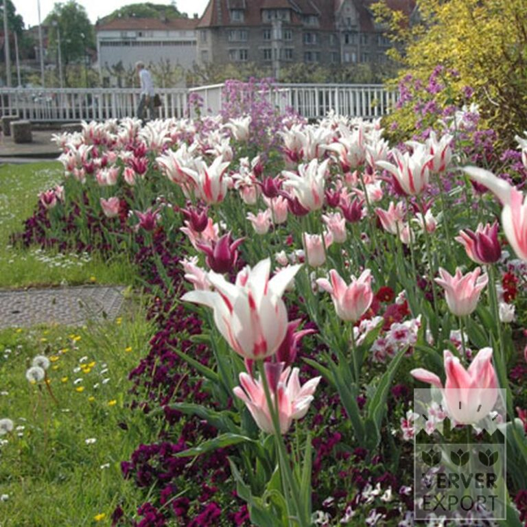 Tulips 'Marilyn' (12194) - Bild 6