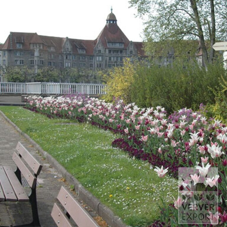 Tulips 'Marilyn' (12194) - Bild 7