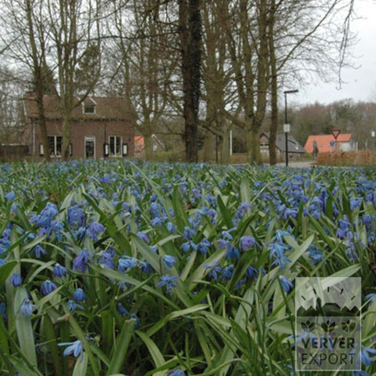 Scilla siberica (16103) - Bild 2