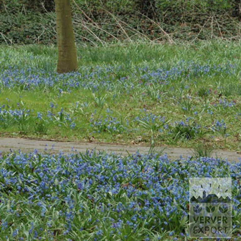 Scilla siberica (16103) - Bild 3
