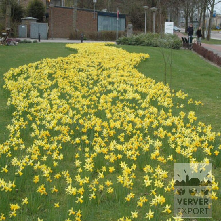 Narcissus 'Jetfire' (15005) - Bild 4