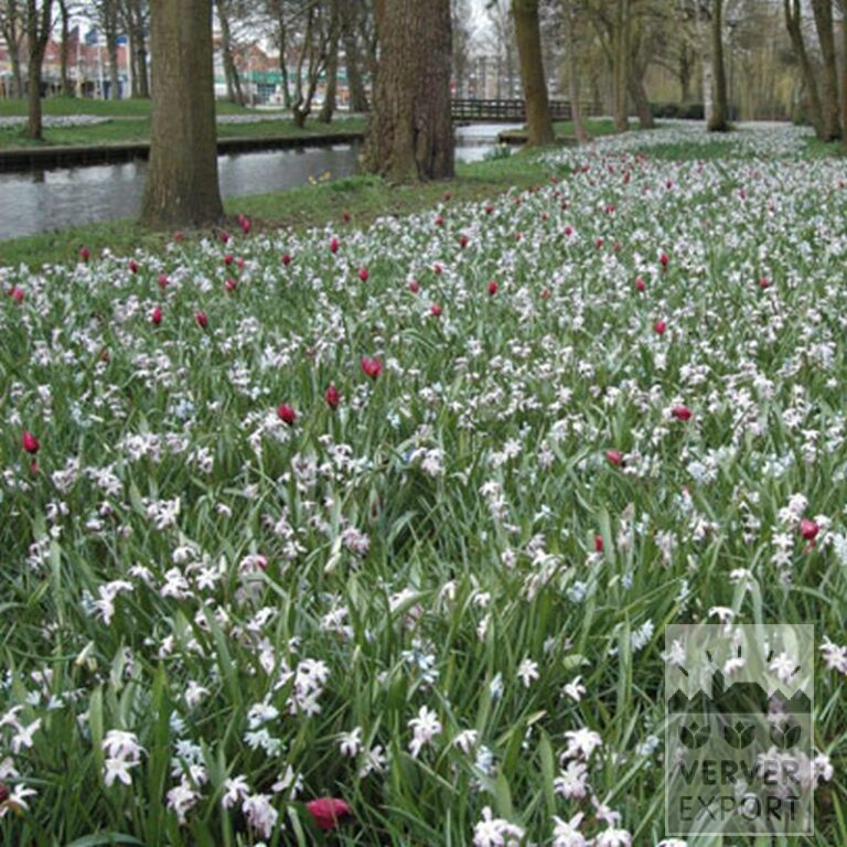 Chionodoxa forbesii 'Pink Giant' (16032) - Bild 3