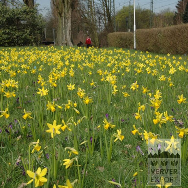 Narcissus 'Peeping Tom' (15007) - Bild 5