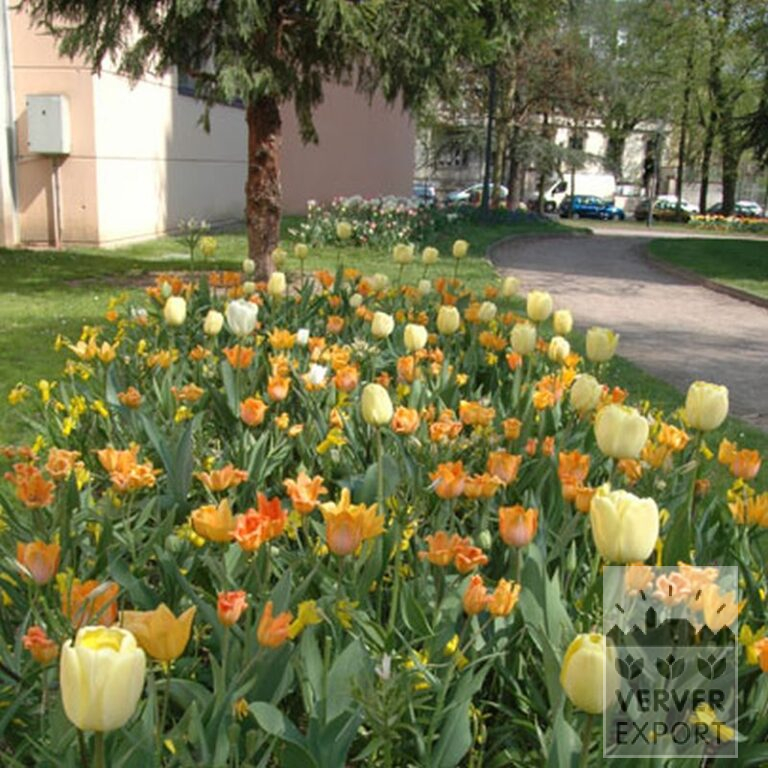 Tulips 'Orange Emperor' (12050) - Bild 4