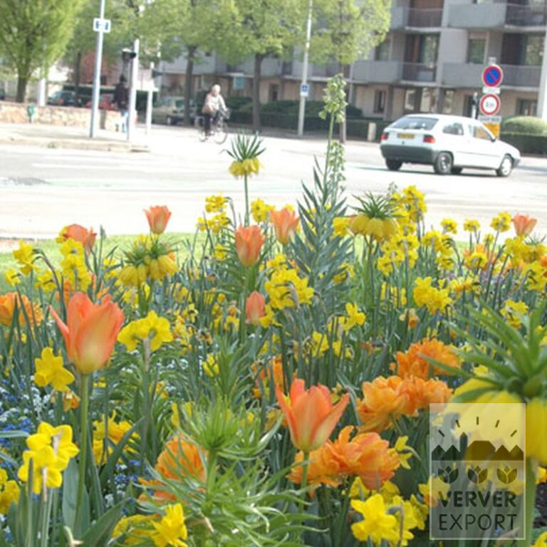 Tulips 'Daydream' (12172) - Bild 2