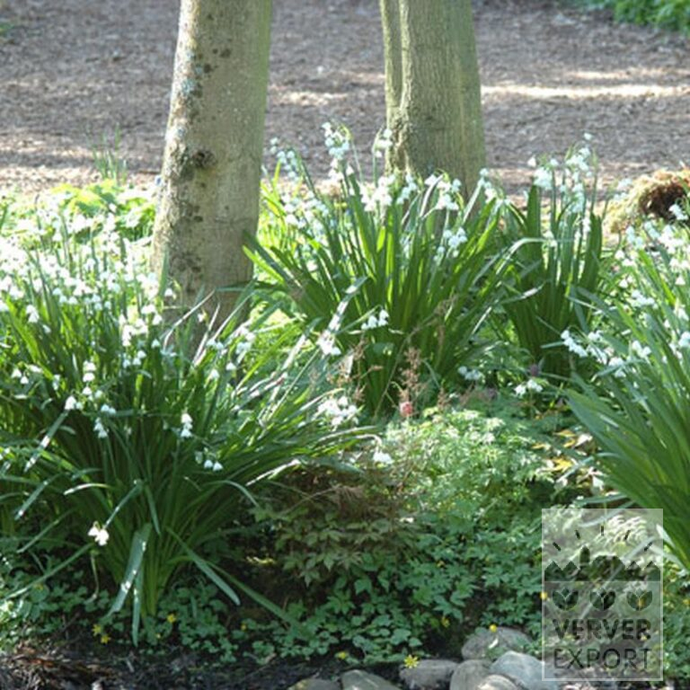 Leucojum 'Gravetye Giant' (16078) - Bild 2