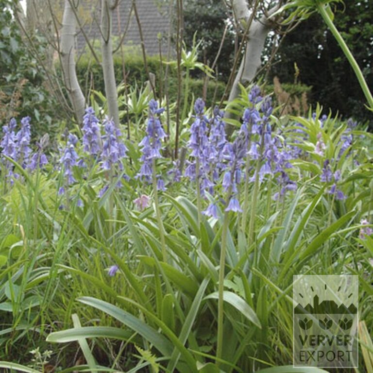 Hyacinthoides hispanica blue (16149) - Bild 4