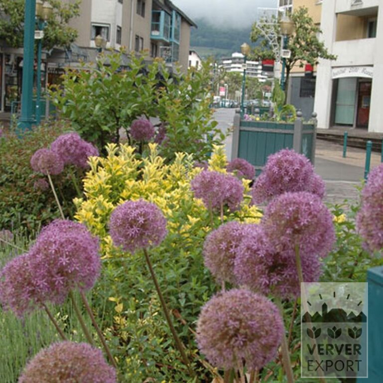 Allium 'Globemaster' (16007) - Bild 3