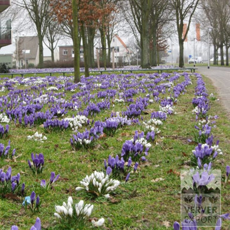 Crocus 'Remembrance' (14006) - Bild 2