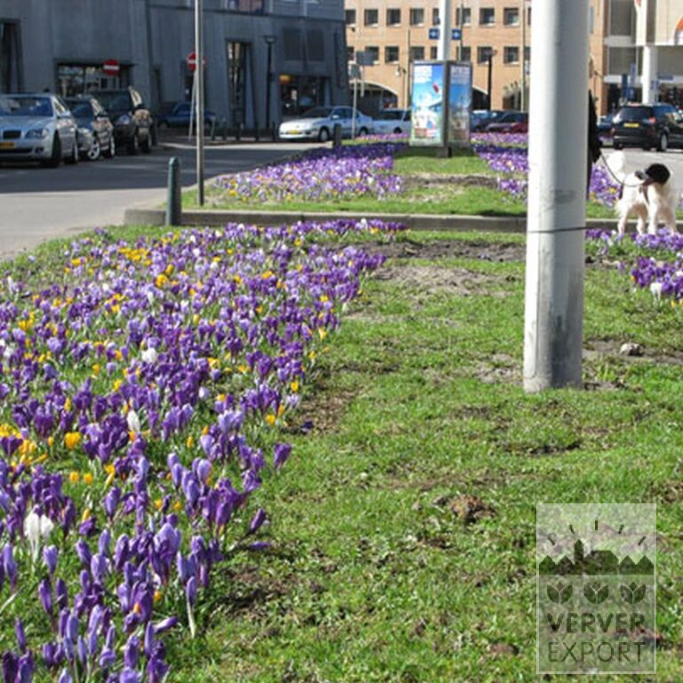 Mixture Verver 'Heiloo' © (11002) - Bild 5