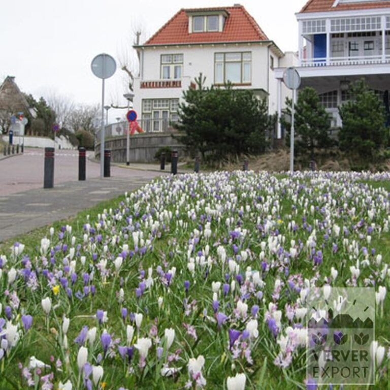 Chionodoxa forbesii 'Pink Giant' (16032) - Bild 4