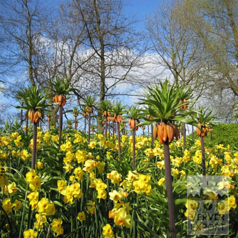 Fritillaria imperialis 'Rubra' (16052) - Bild 6