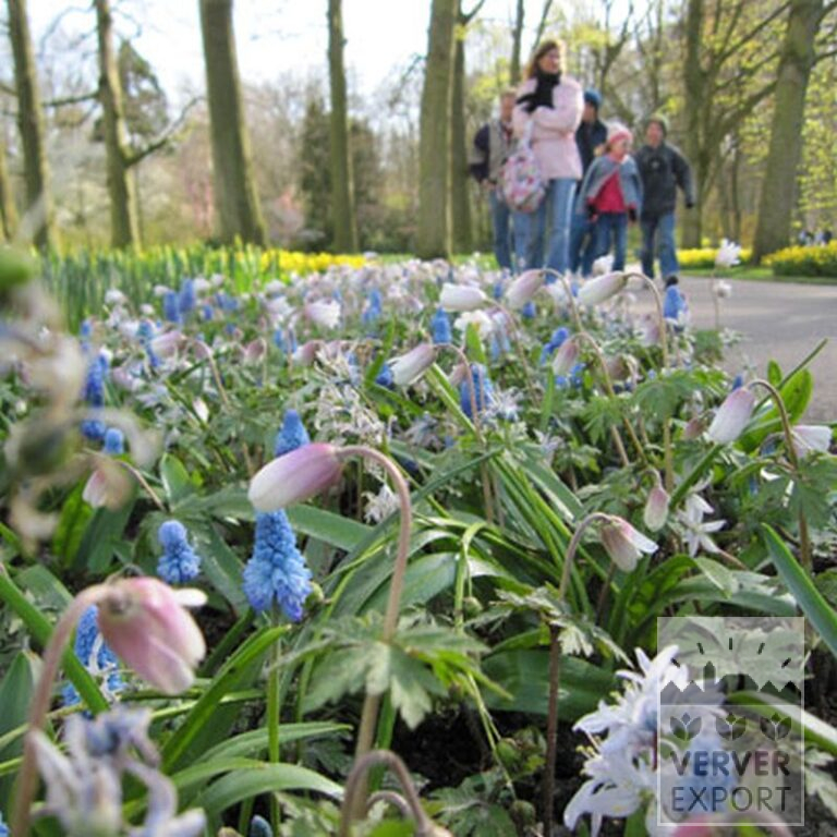 Muscari armeniacum (16079) - Bild 7