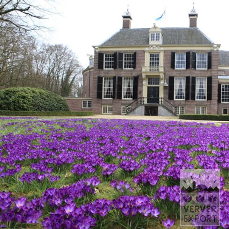 Crocus 'Flower Record' (14007) - Bild 5