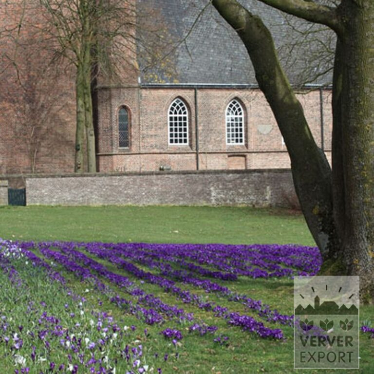 Crocus 'Remembrance' (14006) - Bild 3
