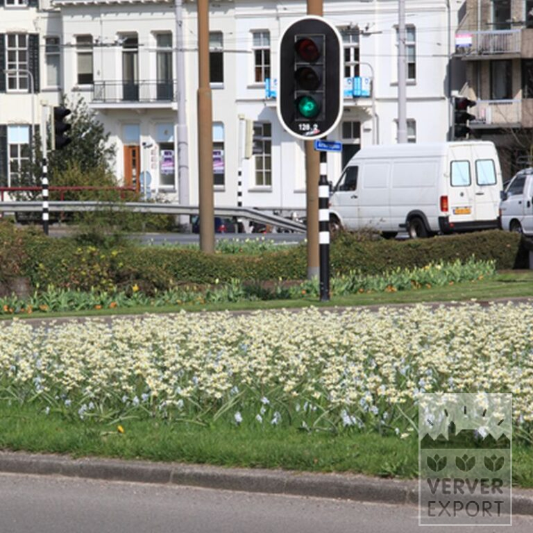 Tulips tarda (12013) - Bild 3