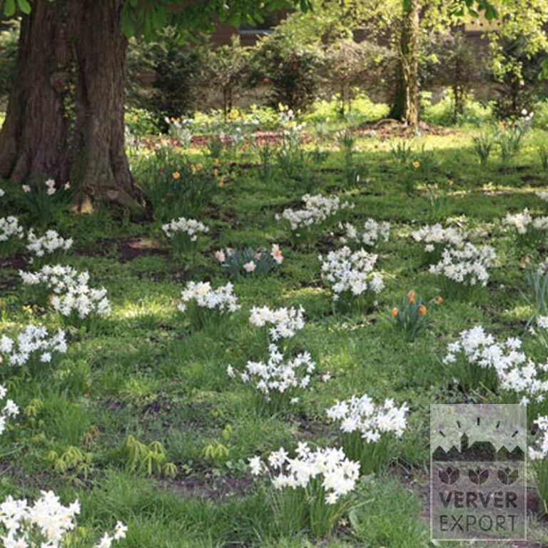 Narcissus 'Thalia' (15066) - Bild 8