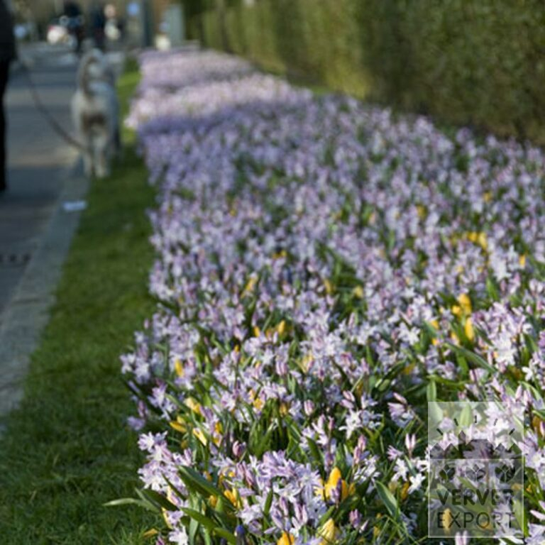 Crocus 'Yellow' (14001) - Bild 3