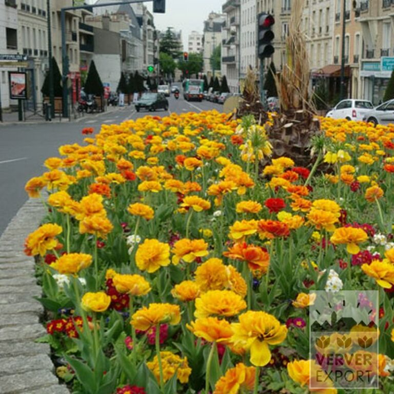 Tulips 'Double Gudoshnik' (12338) - Bild 2