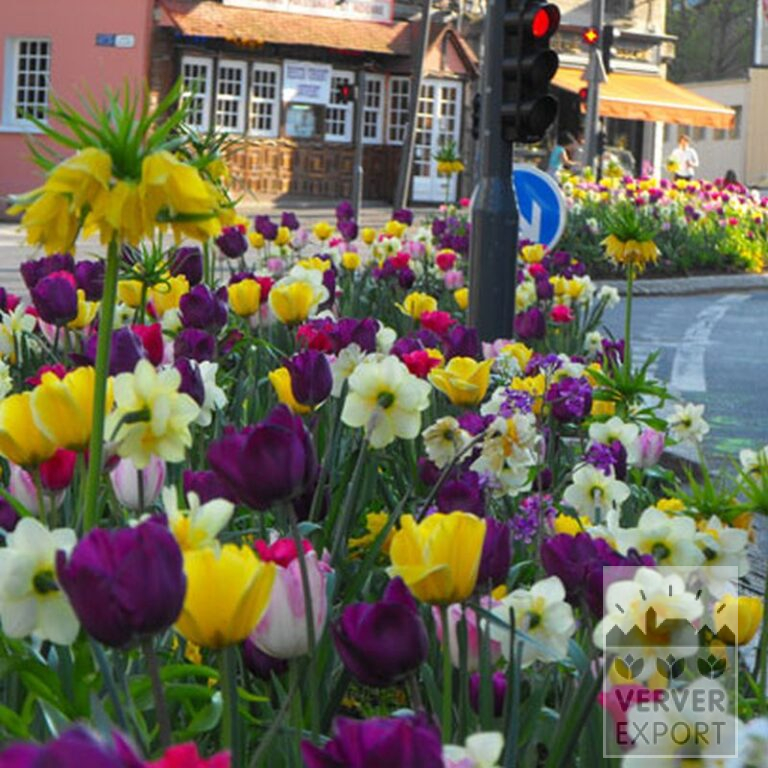 Tulips 'Jaap Groot' (12313) - Bild 2
