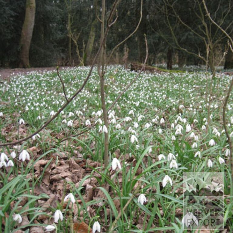 Galanthus nivalis (16058) - Bild 2