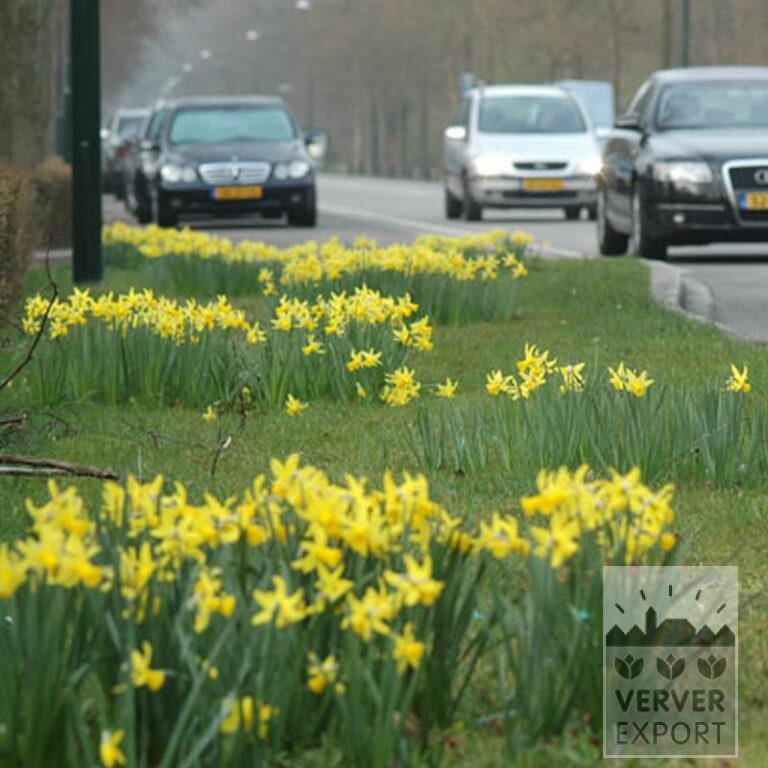 Narcissus 'Peeping Tom' (15007) - Bild 6