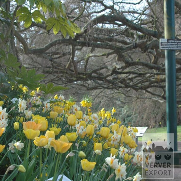 Fritillaria imperialis 'Lutea' (16053) - Bild 15