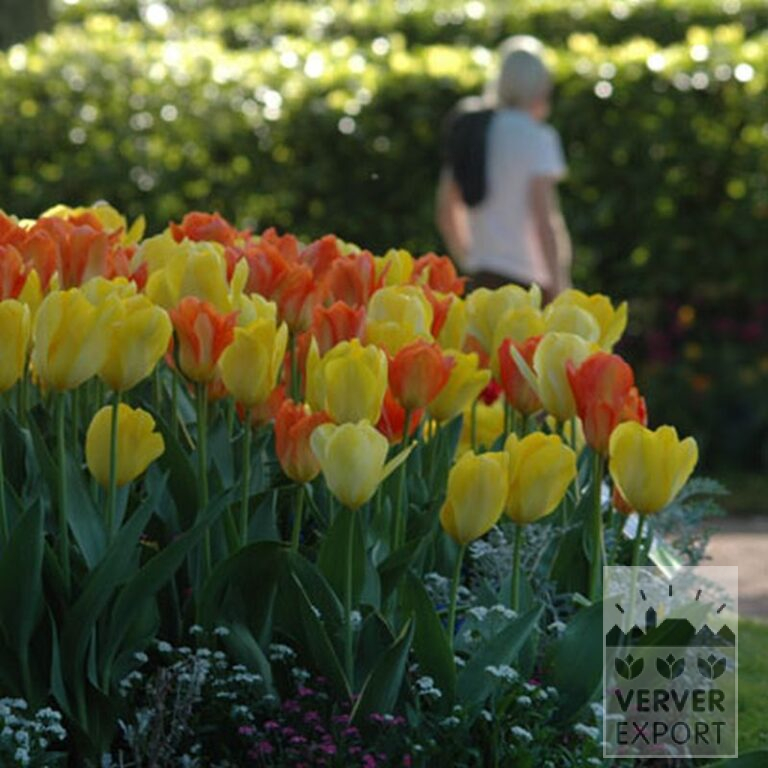 Tulips 'Orange Emperor' (12050) - Bild 6